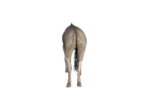 Photo Realistic Illustration Donkey Different Poses Angles Rendering Illustration — Stock Photo, Image