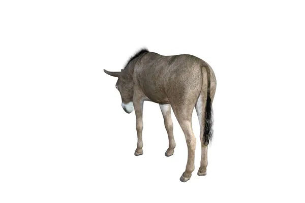 Photo Realistic Illustration Donkey Different Poses Angles Rendering Illustration — Stock Photo, Image