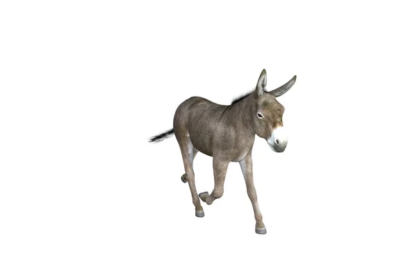 不同姿势和角度的驴的照片逼真的图解 3D渲染说明 — 图库照片