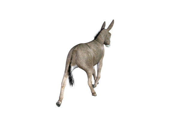 Photo-realistic illustration of the donkey with different poses and angles. 3D rendering illustration.