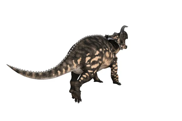 Einiosaurus Verschillende Hoeken Poses Weergegeven Witte Achtergrond Weergave Illustratie — Stockfoto