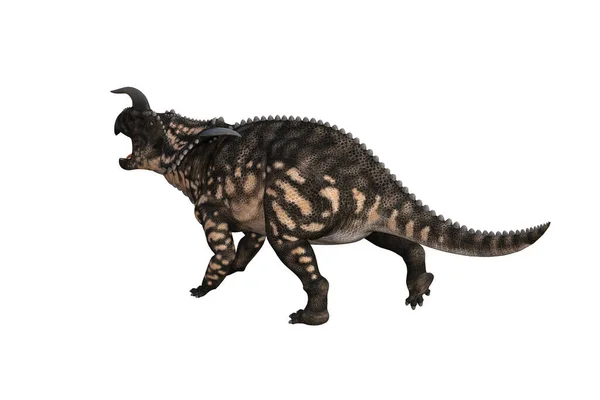 Einiosaurus Verschillende Hoeken Poses Weergegeven Witte Achtergrond Weergave Illustratie — Stockfoto