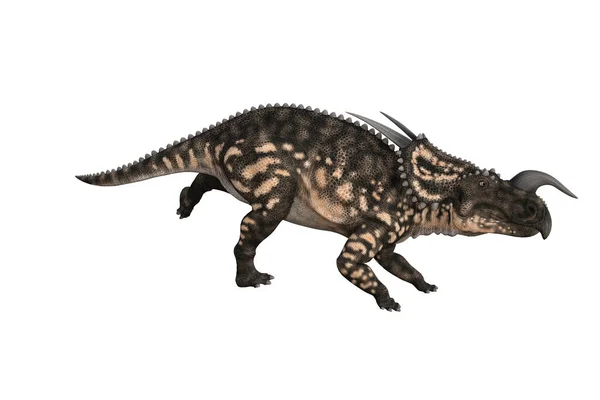 Einiosaurus Verschillende Hoeken Poses Weergegeven Witte Achtergrond Weergave Illustratie — Stockfoto