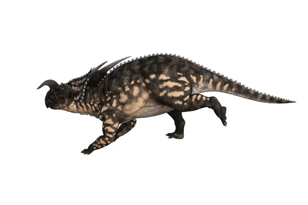 Einiosaurus Verschillende Hoeken Poses Weergegeven Witte Achtergrond Weergave Illustratie — Stockfoto