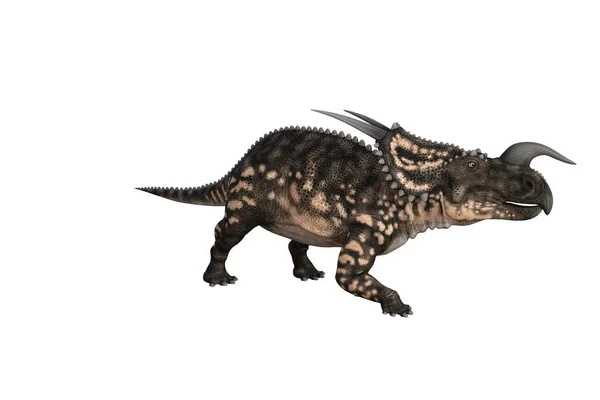 Einiosaurus Verschillende Hoeken Poses Weergegeven Witte Achtergrond Weergave Illustratie — Stockfoto