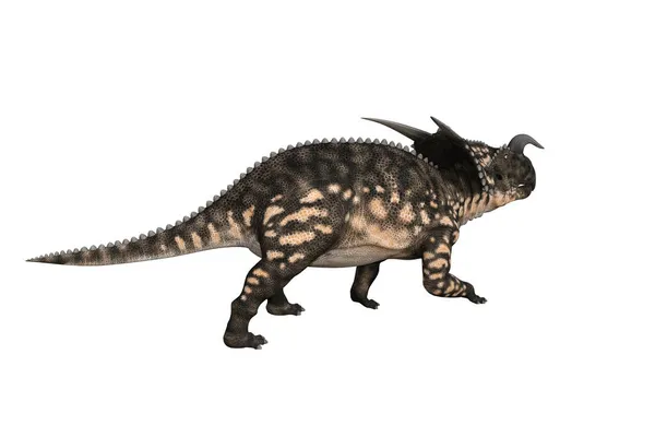 Einiosaurus Verschillende Hoeken Poses Weergegeven Witte Achtergrond Weergave Illustratie — Stockfoto