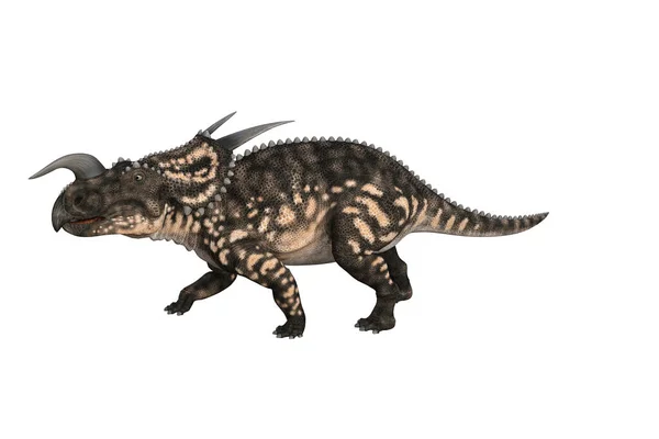 Einiosaurus Pod Różnymi Kątami Pozuje Białym Tle Ilustracja Renderingu — Zdjęcie stockowe