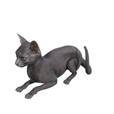 Sphynx kedisi beyaz arka planda izole edilmiş. 3d canlandırma illüstrasyonu.