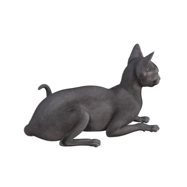 Sphynx Kočka Izolované Bílém Pozadí Vykreslování Ilustrace — Stock fotografie