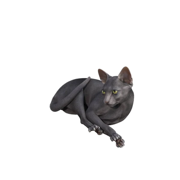 Sphynx Kočka Izolované Bílém Pozadí Vykreslování Ilustrace — Stock fotografie