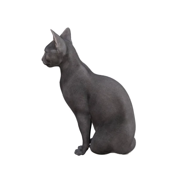 Кошка Сфинкс Изолирована Белом Фоне Рендеринг Иллюстрация — стоковое фото