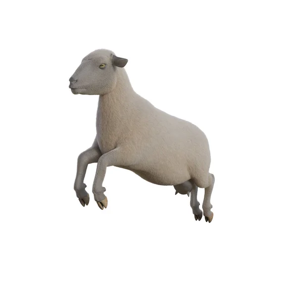 Sheep Photorealistic Different Poses Isolated White Background Rendering Illustration — Stock Photo, Image