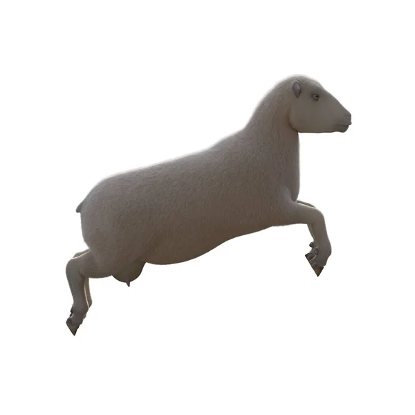 Sheep Photorealistic Different Poses Isolated White Background Rendering Illustration — Stockfoto