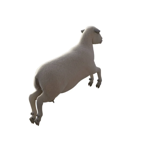 Sheep Photorealistic Different Poses Isolated White Background Rendering Illustration — Stockfoto