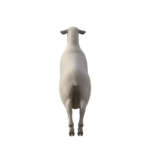 不同姿势的羊在白色背景下被隔离 3D渲染说明 — 图库照片