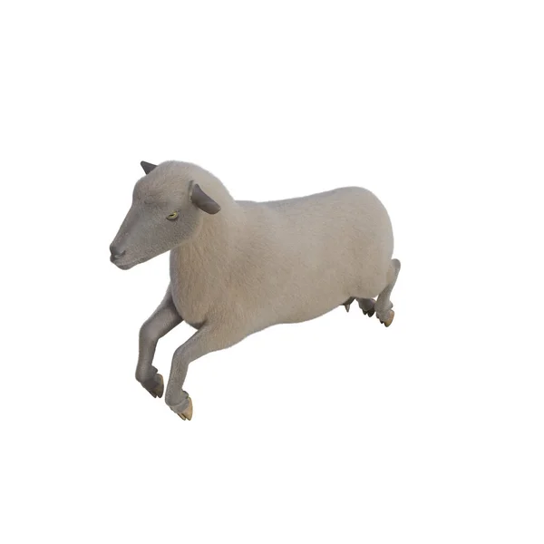 不同姿势的羊在白色背景下被隔离 3D渲染说明 — 图库照片