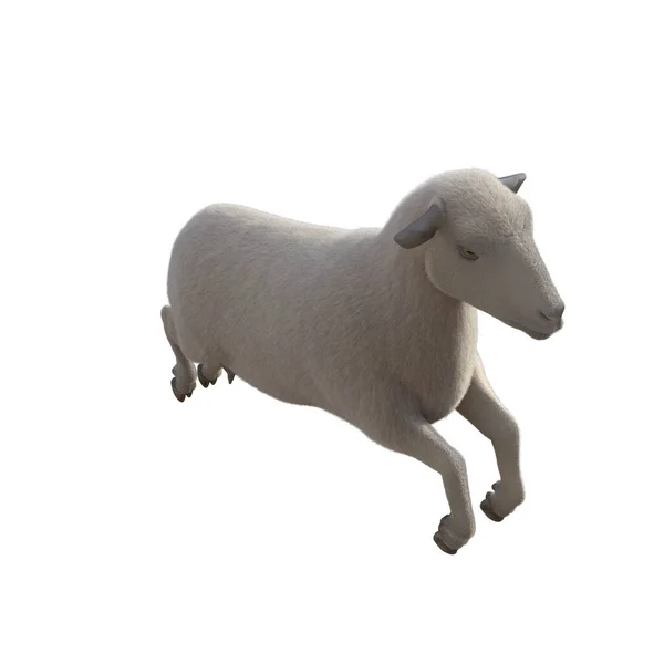 Owce Fotorealistyczne Różnych Pozach Izolowanych Białym Tle Ilustracja Renderowania — Zdjęcie stockowe