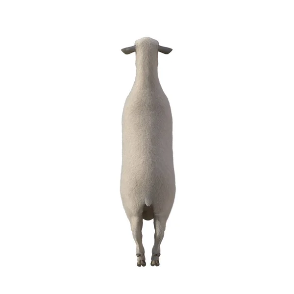 Schafe Fotorealistisch Verschiedenen Posen Isoliert Auf Weißem Hintergrund Darstellung — Stockfoto