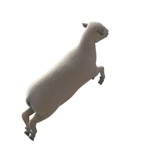Moutons Photoréalistes Dans Différentes Poses Isolées Sur Fond Blanc Illustration — Photo