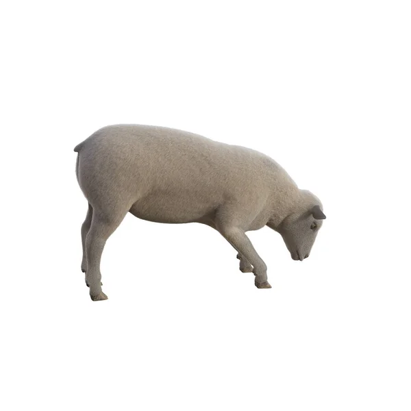 Πρόβατα Φωτορεαλιστικά Διαφορετικές Στάσεις Απομονώνονται Λευκό Φόντο Απόδοση Εικόνα — Φωτογραφία Αρχείου