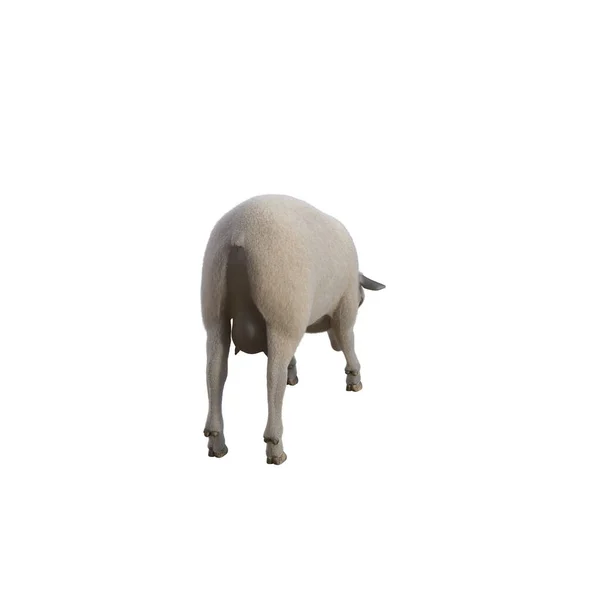 Ovce Fotorealistický Různých Pózách Izolované Bílém Pozadí Vykreslování Ilustrace — Stock fotografie