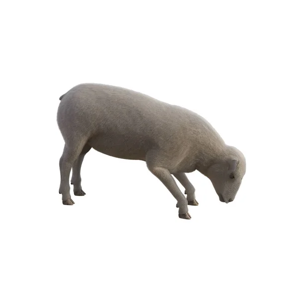 Sheep Photorealistic Different Poses Isolated White Background Rendering Illustration — Stockfoto