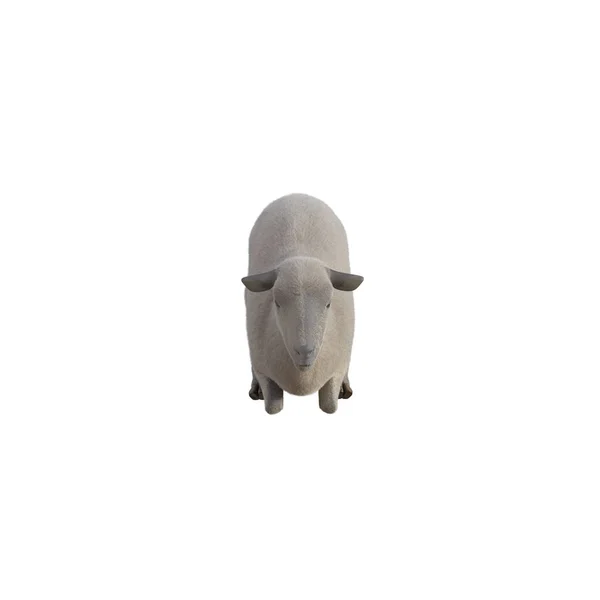 Вівці Фотореалістичні Різних Позах Ізольовані Білому Тлі Рендеринга Ілюстрація — стокове фото