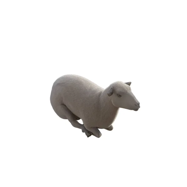 白い背景に隔離されたさまざまなポーズで羊のフォトリアリスティック 3Dレンダリングイラスト — ストック写真