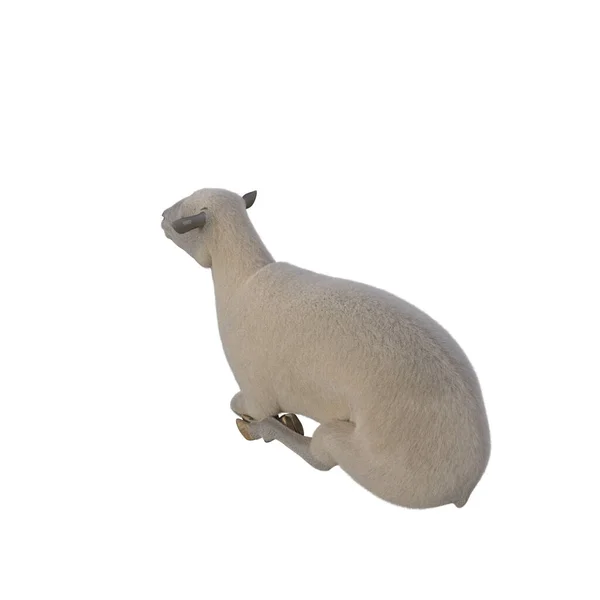 Moutons Photoréalistes Dans Différentes Poses Isolées Sur Fond Blanc Illustration — Photo