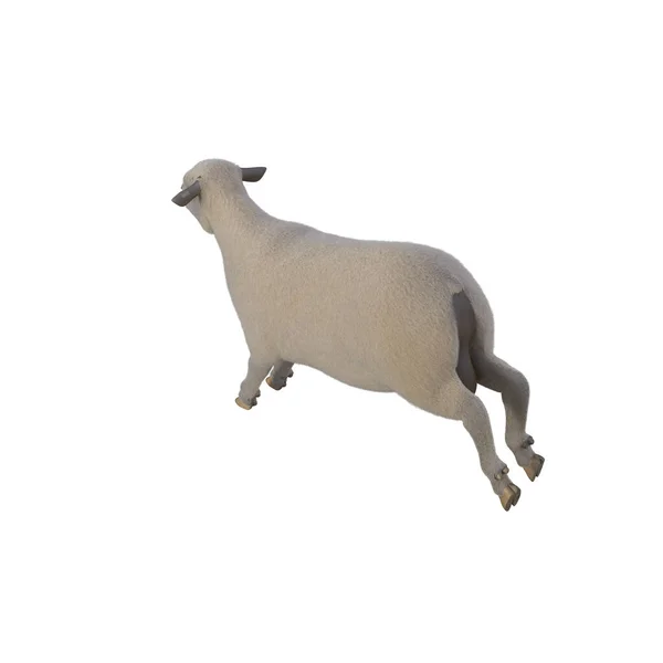 Sheep Photorealistic Different Poses Isolated White Background Rendering Illustration — Stockfoto