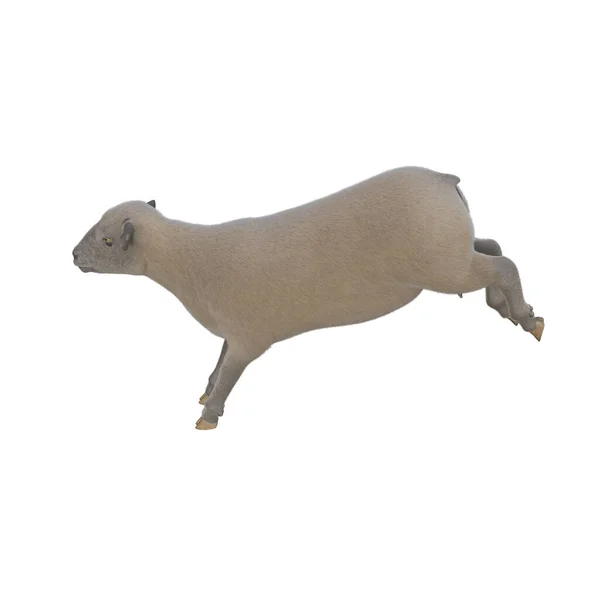 Sheep Photorealistic Different Poses Isolated White Background Rendering Illustration — Stockfoto