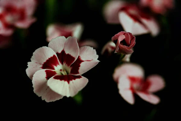 Cloves Dianthus Form Genus Plants Carnation Family Caryophyllaceae Macro Photography — Fotografia de Stock