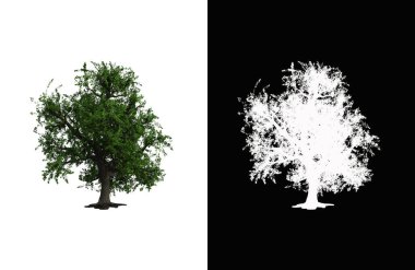 Illustration of a deciduous tree on white background with alpha mask. 3d rendering illustration.