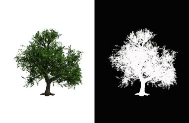 Illustration of a deciduous tree on white background with alpha mask. 3d rendering illustration.