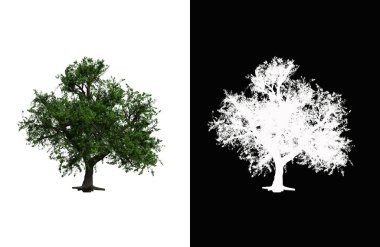 Illustration of a deciduous tree on white background with alpha mask. 3d rendering illustration.