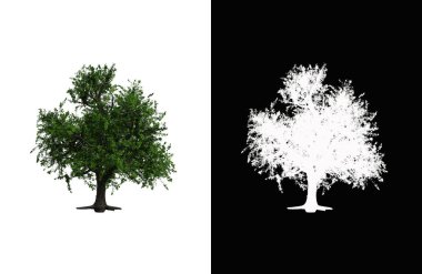 Illustration of a deciduous tree on white background with alpha mask. 3d rendering illustration.
