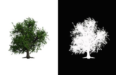 Illustration of a deciduous tree on white background with alpha mask. 3d rendering illustration.
