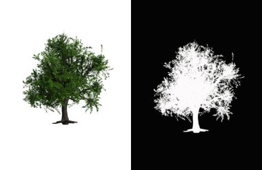 Illustration of a deciduous tree on white background with alpha mask. 3d rendering illustration.