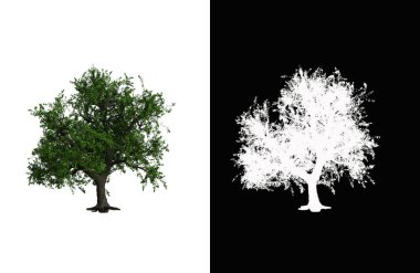 Illustration of a deciduous tree on white background with alpha mask. 3d rendering illustration.