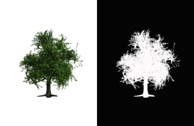 Illustration of a deciduous tree on white background with alpha mask. 3d rendering illustration.
