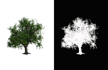 Illustration of a deciduous tree on white background with alpha mask. 3d rendering illustration.