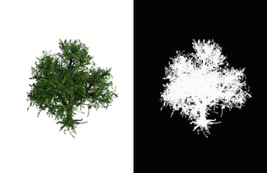 Illustration of a deciduous tree on white background with alpha mask. 3d rendering illustration.