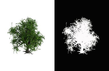 Illustration of a deciduous tree on white background with alpha mask. 3d rendering illustration.