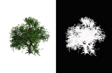 Illustration of a deciduous tree on white background with alpha mask. 3d rendering illustration.