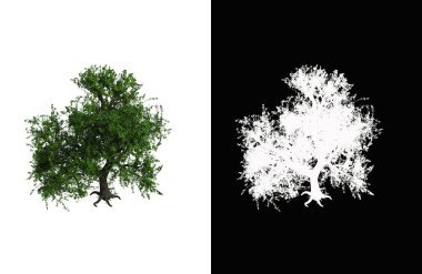 Illustration of a deciduous tree on white background with alpha mask. 3d rendering illustration.