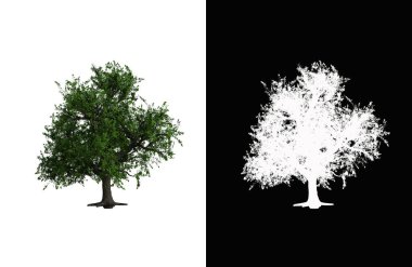 Illustration of a deciduous tree on white background with alpha mask. 3d rendering illustration.