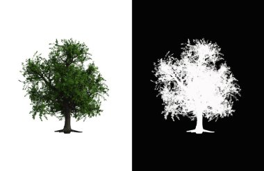 Illustration of a deciduous tree on white background with alpha mask. 3d rendering illustration.