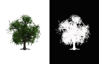 Illustration of a deciduous tree on white background with alpha mask. 3d rendering illustration.
