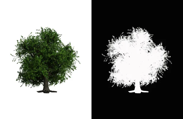Иллюстрация Лиственного Дерева Белом Фоне Альфа Маской Трехмерная Иллюстрация — стоковое фото