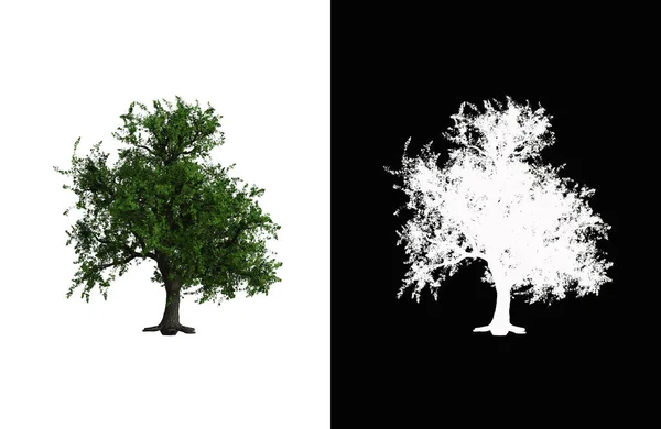 Иллюстрация Лиственного Дерева Белом Фоне Альфа Маской Трехмерная Иллюстрация — стоковое фото